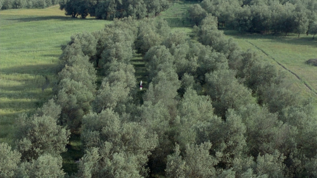 Through the Olive Trees