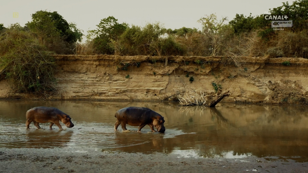 Hippo King